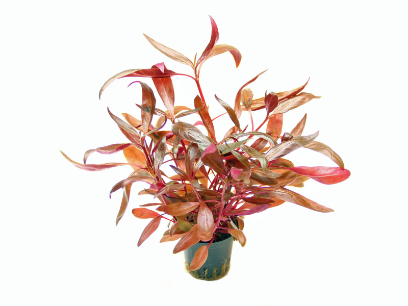 Preview: Alternanthera reineckii rosanervig - rotes Papageienblatt